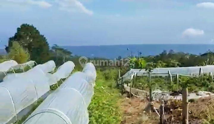 Pink Zone 1,7 Ha Main Road Wanagiri View Ocean & Lake Buleleng Bali 2