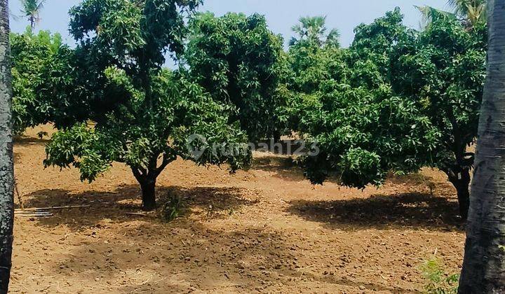 1,3 Ha Kebun Mangga 25 Juta Per Are Kubutambahan Buleleng Bali  1