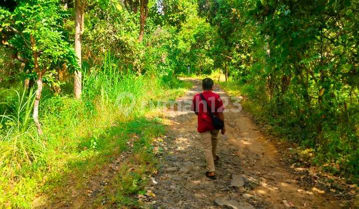 1.67 Hectares Cheap 20 Million Per Are Tunjung Kubutambahan Buleleng Bali