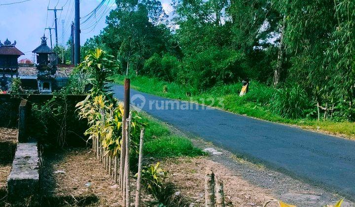Pink Zone! 9.75 Are by the Road Wanagiri Munduk Buleleng Bali 2