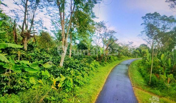 Land 27.3 Are (Ares) by Asphalt Road Near Giriwood Wanagiri Buleleng Bali Land 27.3 Are (Ares) by Asphalt Road Near Giriwood Wanagiri Buleleng Bali