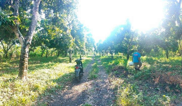 Siap Bangun Aspek Perumahan 1,23 Ha Pinggir Aspal Buleleng Bali  2