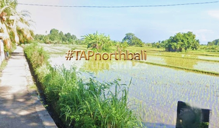 54 Are Sawah Dijual Close To The Beach Kubutambahan Buleleng 54 Are Sawah Dijual Close To The Beach Kubutambahan Buleleng