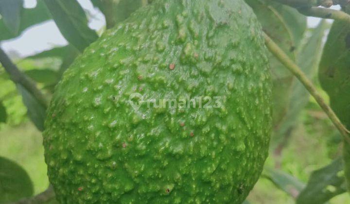 Kebun Alpukat 1 Ha Pinggir Jalan Dekat Turyapada Buleleng Bali  1