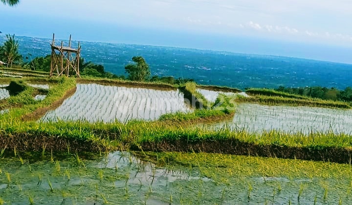 Murah!36 Are Tanah Cengkeh View Sawah dan Laut di Sambangan Buleleng Bali