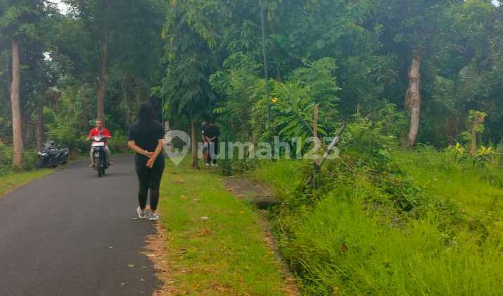 650 M² Pinggir Jalan Aspal Kayuputih Kawasan Villa Lovina Bali 2