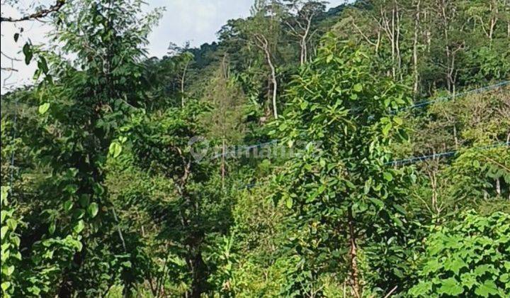 Kebun Alpukat 1 Ha Pinggir Jalan Dekat Turyapada Buleleng Bali  2