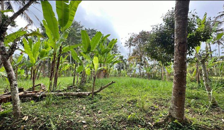 Dijual Tanah Valley View Seluas 2200m²/22 Are Di Payangan, Ubud 1