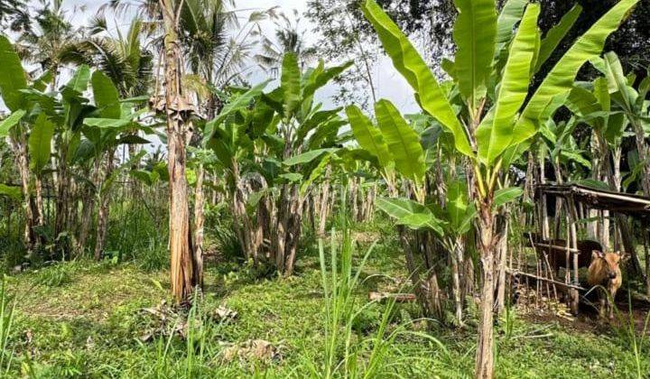 Dijual Tanah Valley View Seluas 2200m²/22 Are Di Payangan, Ubud 2