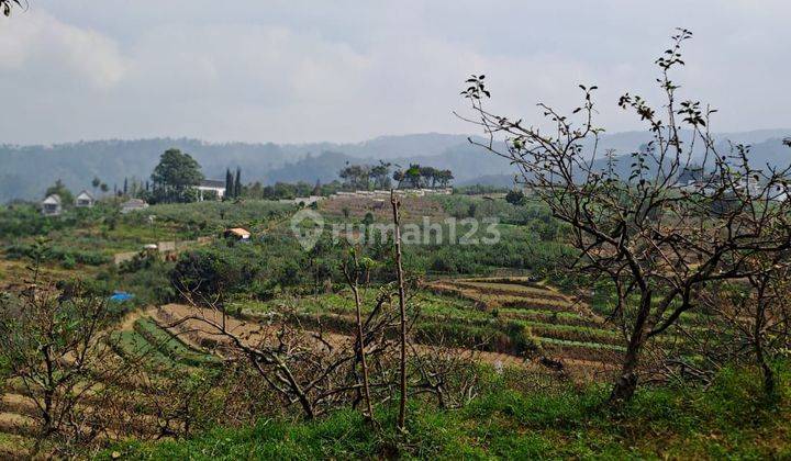 DIJUAL KEBUN APEL di Tulungrejo - Batu 2