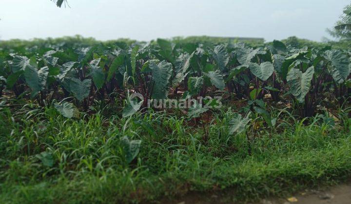 Tanah Murah di Cipayung Megemendung Bogor 7