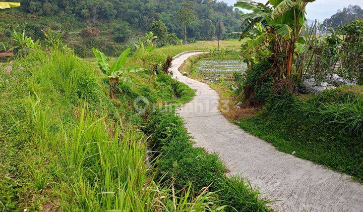 DI JUAL TANAH SAWAH MURAH  2