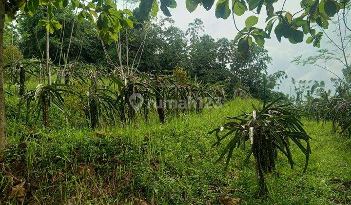 Di jual sebidang tanah view lepas  4