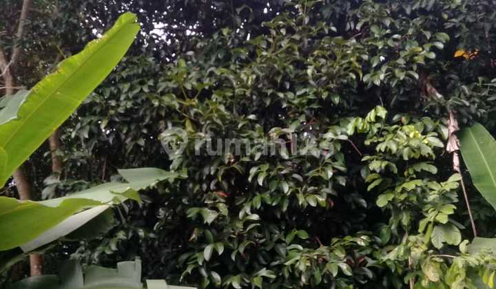 Di jual tanah jalan raya leuwiliang.ds puraseda  3