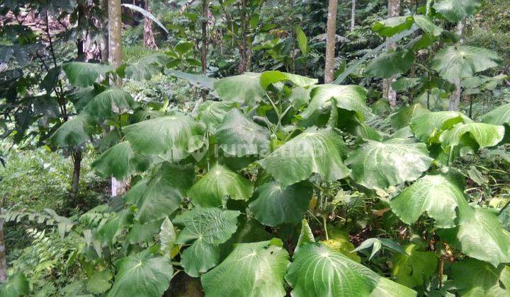 Di jual tanah jalan raya leuwiliang.ds puraseda  4