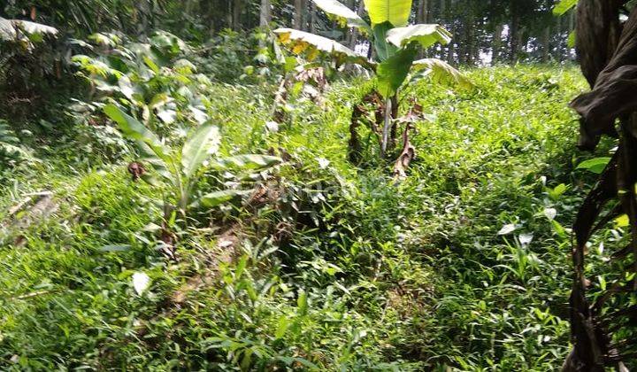 Di jual tanah jalan raya leuwiliang.ds puraseda  7