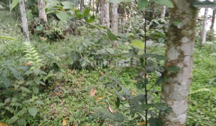 Di jual tanah jalan raya leuwiliang.ds puraseda  8