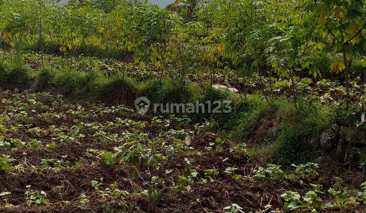 Di jual tanah murah lokasi sangat strategis view gunung salak  5