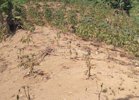 Di jual lahan tanah. Lokasi sangat strategis sampil desa.  1