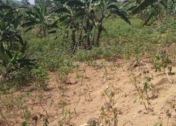 Di jual lahan tanah. Lokasi sangat strategis sampil desa.  2