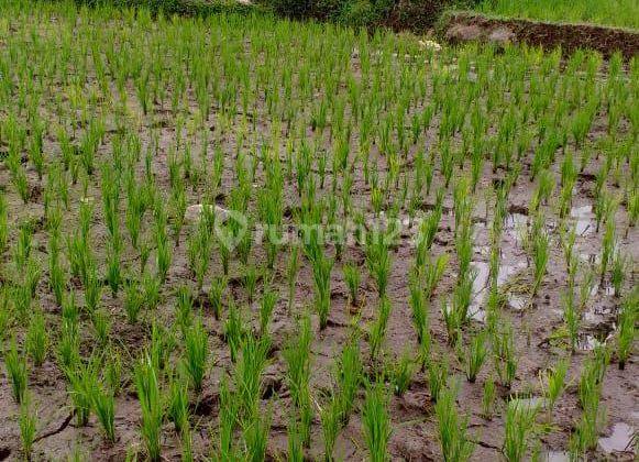 Di jual tanah murah lokasi sangat strategis view lepas  2