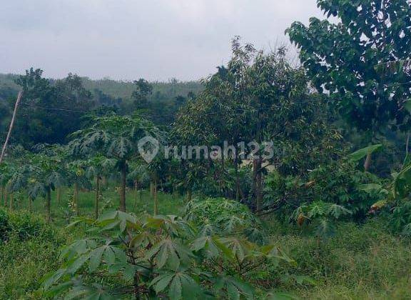 Di jual lahan tanah murah lokasi sangat strategis  1