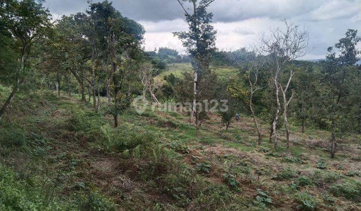 Di Jual Tanah Murah Lokasi Sangat Strategis Nempel Jalan  2