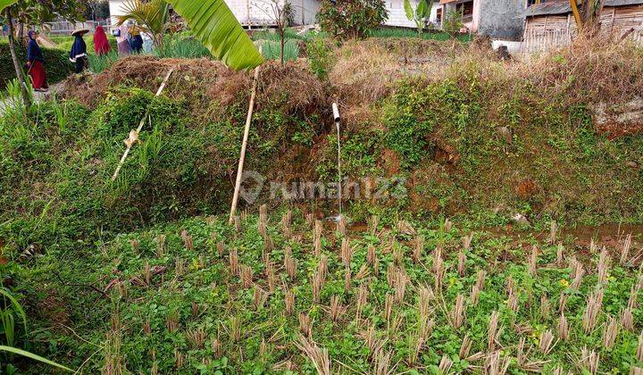 DI JUAL TANAH SAWAH MURAH  1