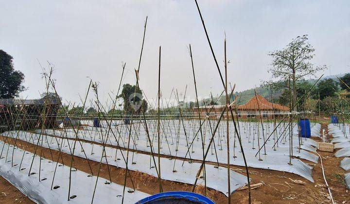 DI JUAL LAHAN TANAH PRODUKTIF LOKASI SANGAT STRATEGIS VIEW LEPAS  2