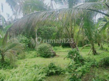 Tanah Murah 33 Are Pupuan Sawah Dekat Wisata Air Terjun Selemadeg Tabanan 1