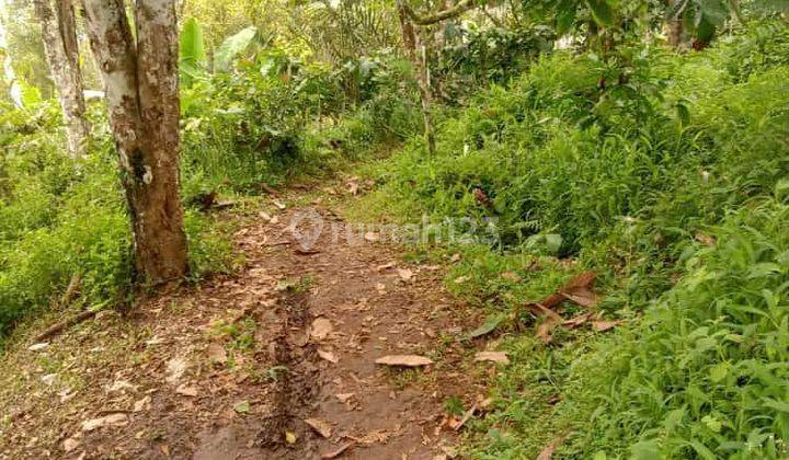 Tanah Kebun Cengkeh Kopi 1520 Are Pupuan Perbatasan Buleleng 1