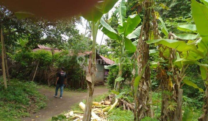 Tanah 7415m2 Desa Temukus Banjar Buleleng Lingkungan Tenang Nyaman 1