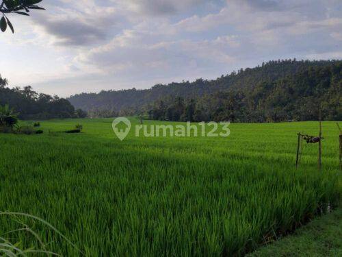 Tanah 120 Are Pinggir Jalan Provinsi Busungbiu Buleleng 1