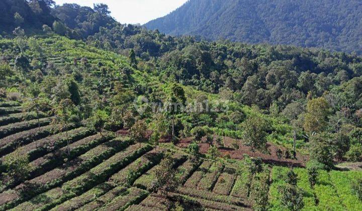 Dijual Tanah Kebun Banjar Buleleng Bali 7,5 Ha 4