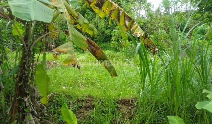 Jual Tanah 397m2 Desa Sangsit Sawan Buleleng 1