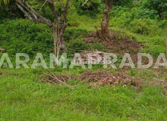 Jual Tanah 227m2 Desa Sangsit Sawan Buleleng 1