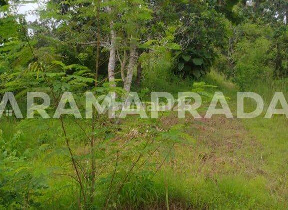 Jual Tanah 227m2 Desa Sangsit Sawan Buleleng 2