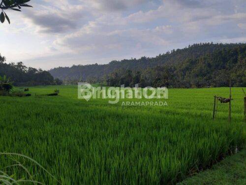 Dijual Cepat Tanah 120 Are Pinggir Jalan Provinsi Busungbiu Buleleng 1