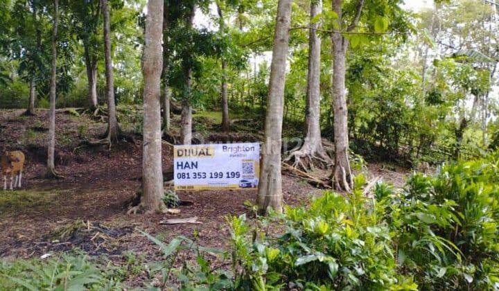 Dijual Tanah 36440m2 Baler Bale Agung Negara Jembrana 1