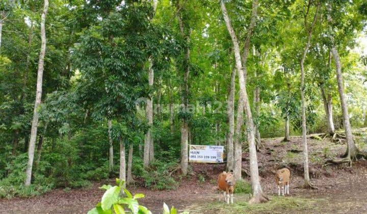 Land for sale 36440m2 Baler Bale Agung Negara Jembrana 2