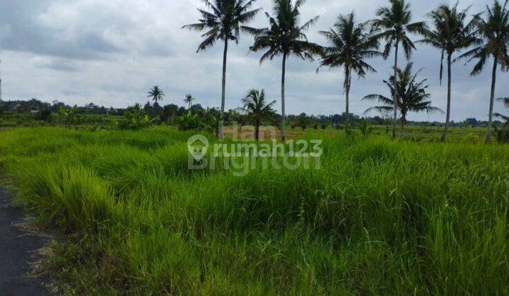 For sale 19 Are Angantaka Paddy Land Abiansemal Badung 1