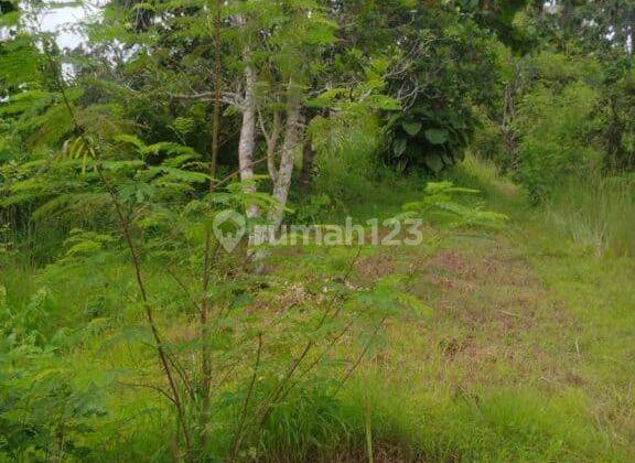 Jual Tanah 4650m2 Desa Sangsit Sawan Buleleng 2