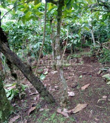 Jual Tanah Kebun Cengkeh Kopi Pupuan Perbatasan Buleleng 2