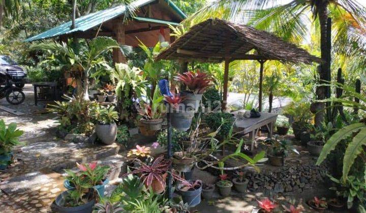 Jual Tanah 26 Are Unggahan Seririt Buleleng 2