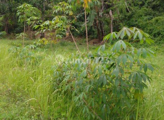 Dijual Tanah 1800m2 Desa Sangsit Sawan Buleleng 1