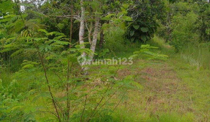 Dijual Tanah 4650m2 Desa Sangsit Sawan Buleleng 2