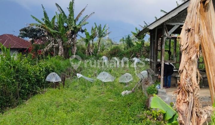 Tanah 550M2 Pancasari Bedugul Tanah 550M2 Pancasari Bedugul