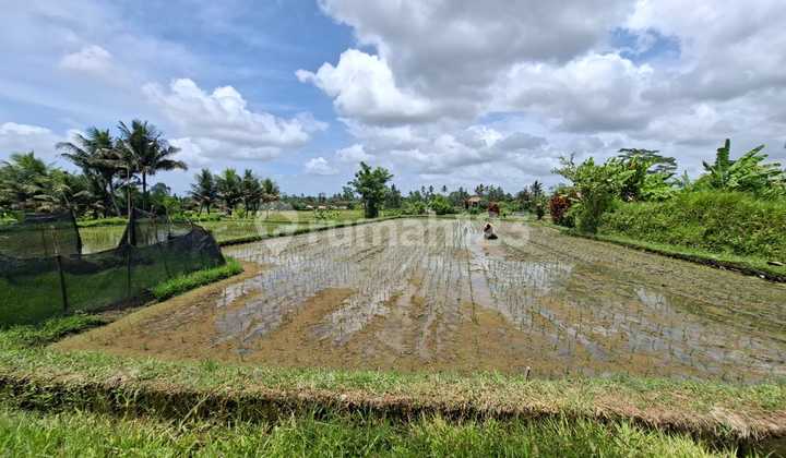 Tanah 52 Are Pejeng Kaja Ubud View Gunung Sawah