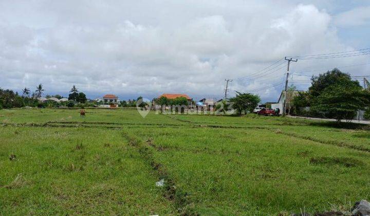 Tanah Kavling Pemandangan Sawah 6 Are Pererenan Canggu Bali 2