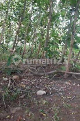 Tanah 10 Hektar Pelabuhan Tano Sumbawa NTB 2